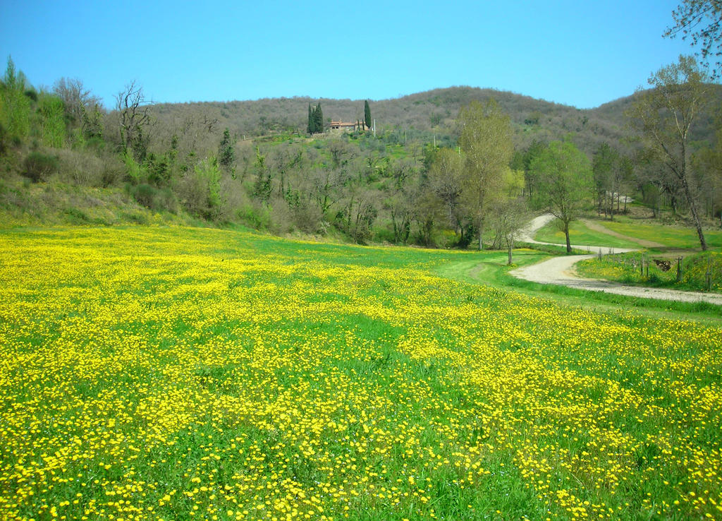 Allegro Agriturismo Argiano Arezzo Zewnętrze zdjęcie